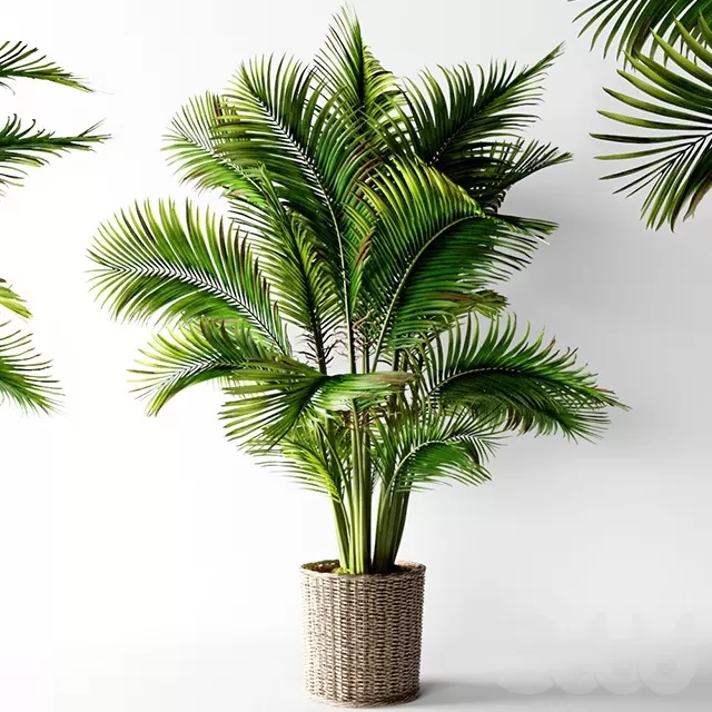 PLANTS – INDOOR – 3D MODELS – FREE DOWNLOAD – 16642 PLANTS – INDOOR – 3D MODELS – FREE DOWNLOAD – 16642