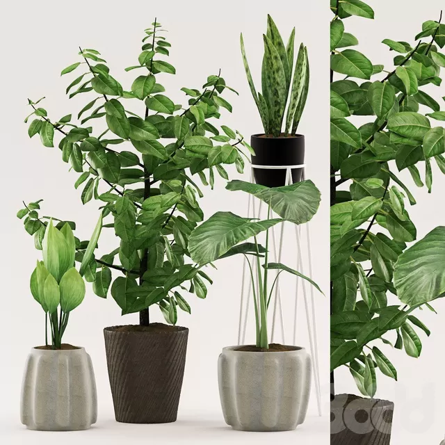 PLANTS – INDOOR – 3D MODELS – FREE DOWNLOAD – 16643 PLANTS – INDOOR – 3D MODELS – FREE DOWNLOAD – 16643