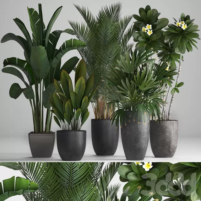 PLANTS – INDOOR – 3D MODELS – FREE DOWNLOAD – 16644 PLANTS – INDOOR – 3D MODELS – FREE DOWNLOAD – 16644