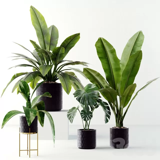 PLANTS – INDOOR – 3D MODELS – FREE DOWNLOAD – 16649 PLANTS – INDOOR – 3D MODELS – FREE DOWNLOAD – 16649