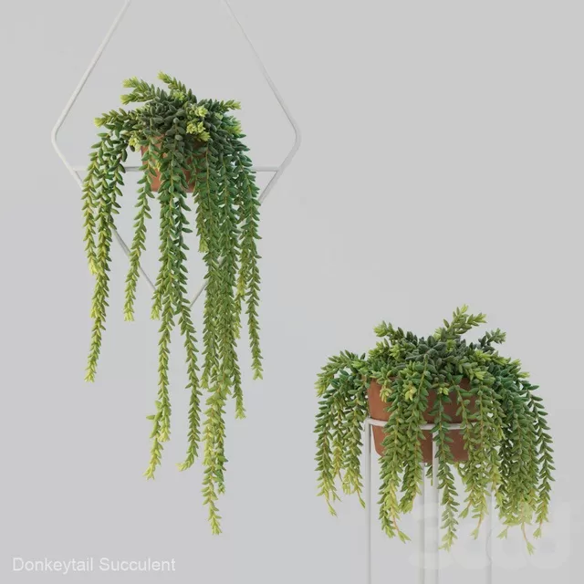 PLANTS – INDOOR – 3D MODELS – FREE DOWNLOAD – 16650 PLANTS – INDOOR – 3D MODELS – FREE DOWNLOAD – 16650