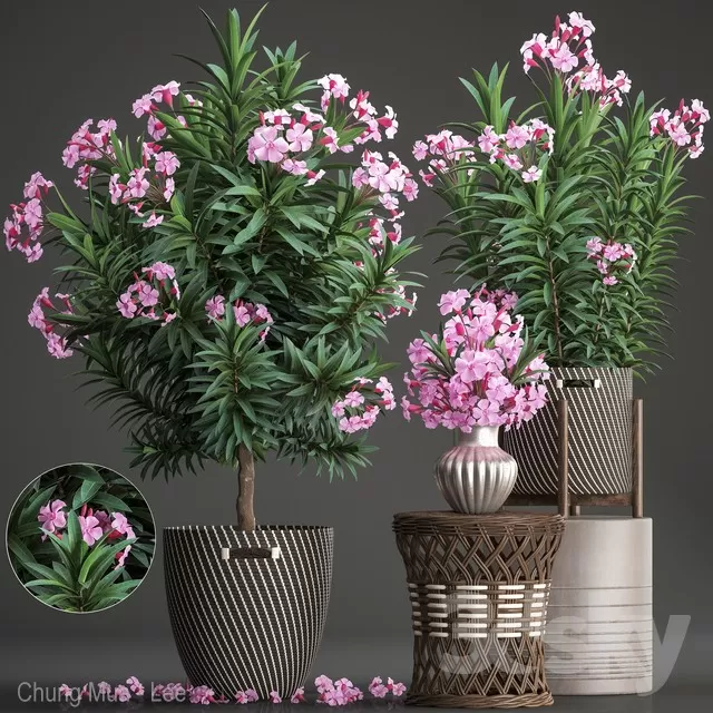 PLANTS – INDOOR – 3D MODELS – FREE DOWNLOAD – 16655 PLANTS – INDOOR – 3D MODELS – FREE DOWNLOAD – 16655