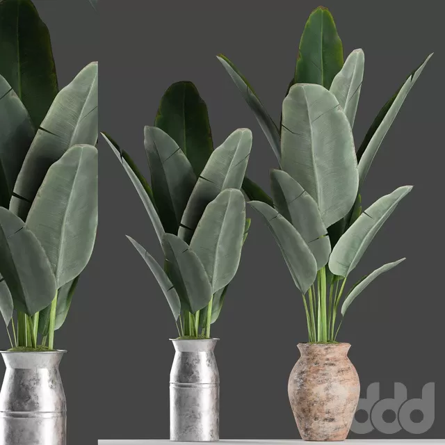 PLANTS – INDOOR – 3D MODELS – FREE DOWNLOAD – 16671 PLANTS – INDOOR – 3D MODELS – FREE DOWNLOAD – 16671