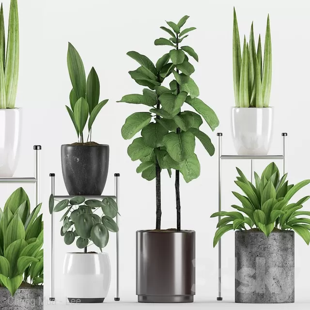 PLANTS – INDOOR – 3D MODELS – FREE DOWNLOAD – 16673 PLANTS – INDOOR – 3D MODELS – FREE DOWNLOAD – 16673