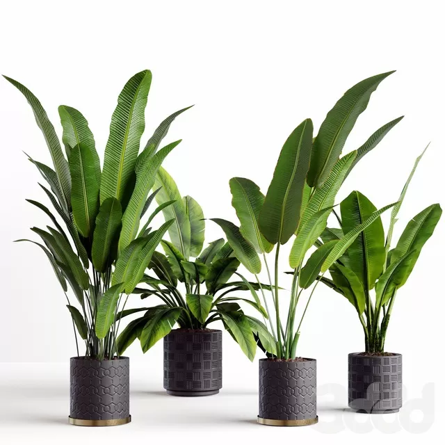 PLANTS – INDOOR – 3D MODELS – FREE DOWNLOAD – 16682 PLANTS – INDOOR – 3D MODELS – FREE DOWNLOAD – 16682