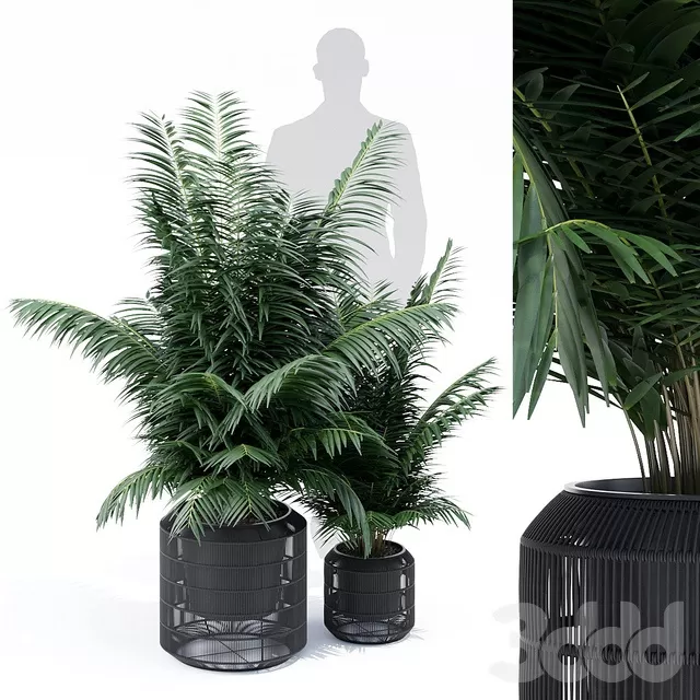 PLANTS – INDOOR – 3D MODELS – FREE DOWNLOAD – 16691 PLANTS – INDOOR – 3D MODELS – FREE DOWNLOAD – 16691