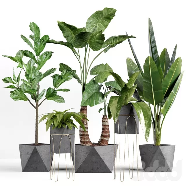 PLANTS – INDOOR – 3D MODELS – FREE DOWNLOAD – 16705 PLANTS – INDOOR – 3D MODELS – FREE DOWNLOAD – 16705