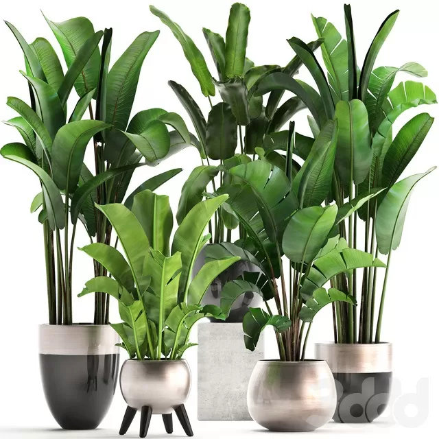 PLANTS – INDOOR – 3D MODELS – FREE DOWNLOAD – 16707 PLANTS – INDOOR – 3D MODELS – FREE DOWNLOAD – 16707