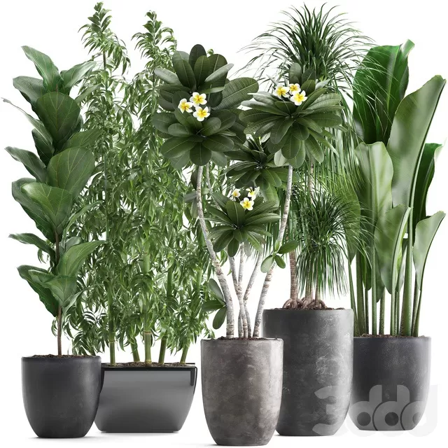 PLANTS – INDOOR – 3D MODELS – FREE DOWNLOAD – 16709 PLANTS – INDOOR – 3D MODELS – FREE DOWNLOAD – 16709