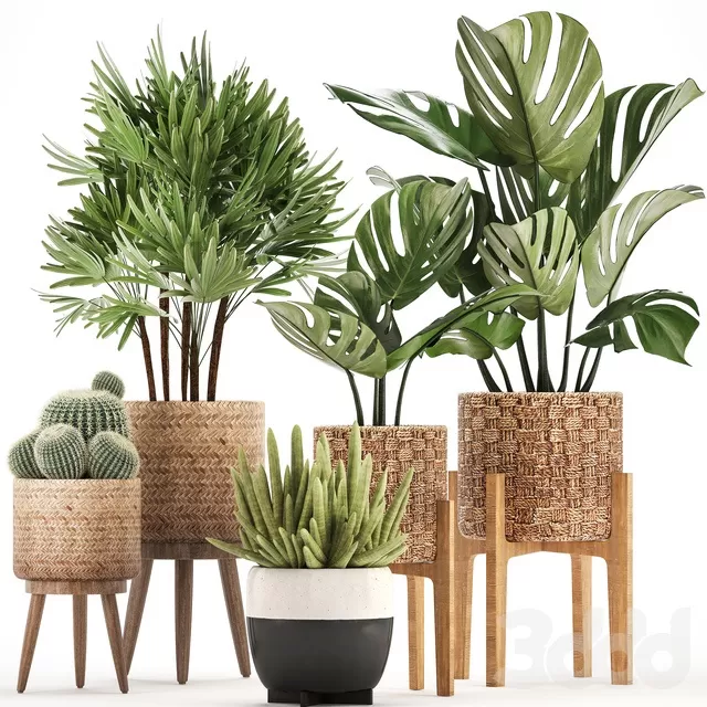 PLANTS – INDOOR – 3D MODELS – FREE DOWNLOAD – 16722 PLANTS – INDOOR – 3D MODELS – FREE DOWNLOAD – 16722