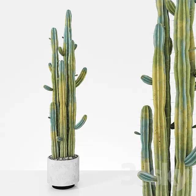 PLANTS – INDOOR – 3D MODELS – FREE DOWNLOAD – 16727 PLANTS – INDOOR – 3D MODELS – FREE DOWNLOAD – 16727