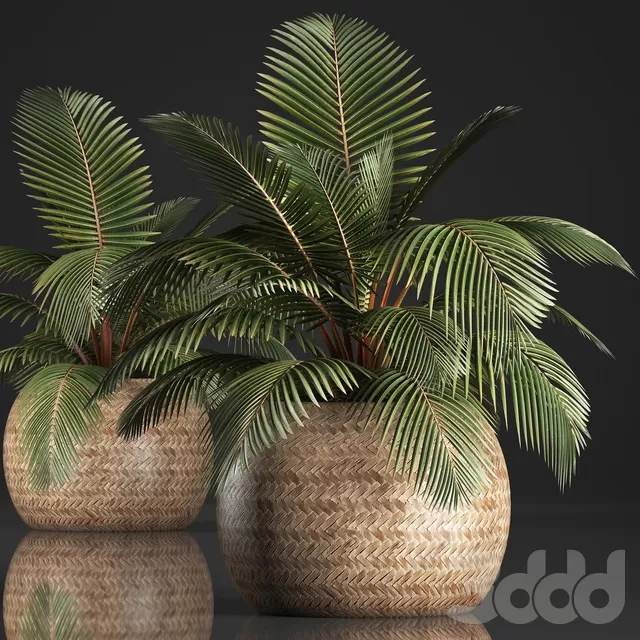 PLANTS – INDOOR – 3D MODELS – FREE DOWNLOAD – 16740 PLANTS – INDOOR – 3D MODELS – FREE DOWNLOAD – 16740