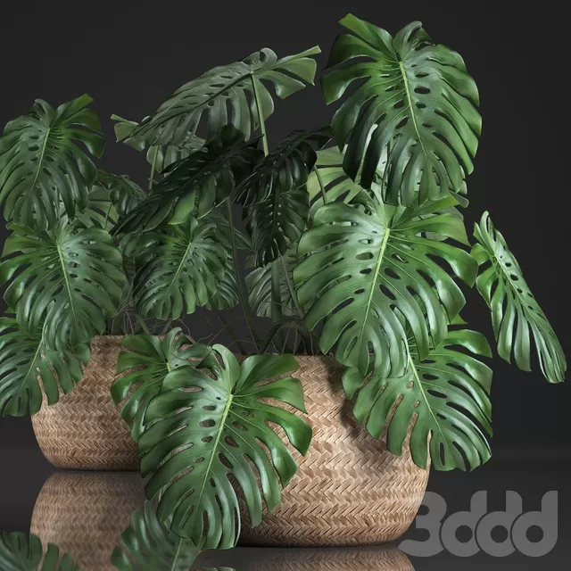PLANTS – INDOOR – 3D MODELS – FREE DOWNLOAD – 16746 PLANTS – INDOOR – 3D MODELS – FREE DOWNLOAD – 16746
