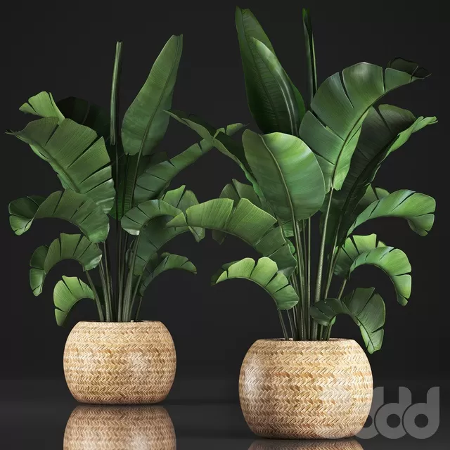 PLANTS – INDOOR – 3D MODELS – FREE DOWNLOAD – 16747 PLANTS – INDOOR – 3D MODELS – FREE DOWNLOAD – 16747