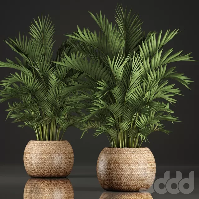 PLANTS – INDOOR – 3D MODELS – FREE DOWNLOAD – 16749 PLANTS – INDOOR – 3D MODELS – FREE DOWNLOAD – 16749