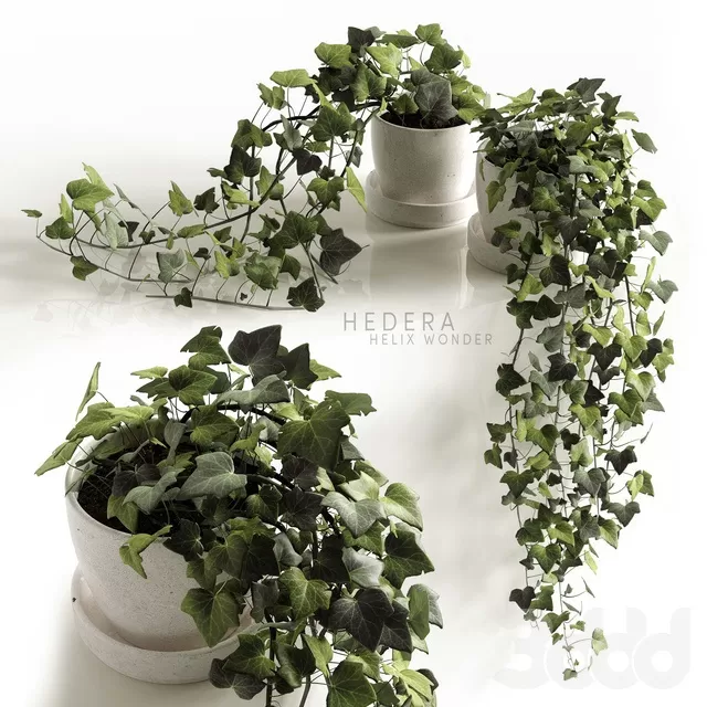 PLANTS – INDOOR – 3D MODELS – FREE DOWNLOAD – 16751 PLANTS – INDOOR – 3D MODELS – FREE DOWNLOAD – 16751