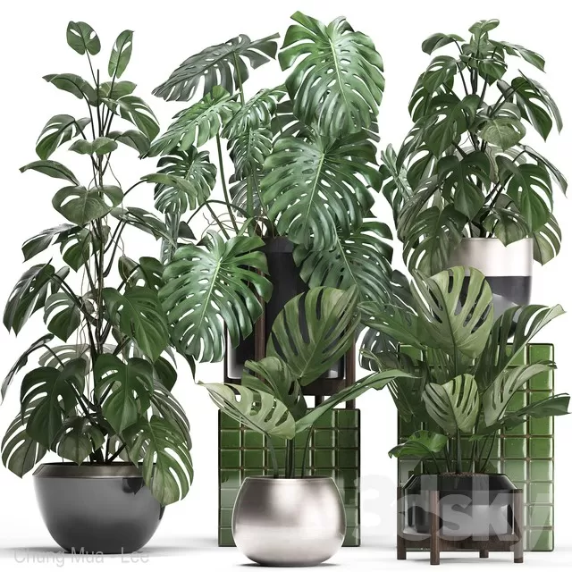 PLANTS – INDOOR – 3D MODELS – FREE DOWNLOAD – 16752 PLANTS – INDOOR – 3D MODELS – FREE DOWNLOAD – 16752