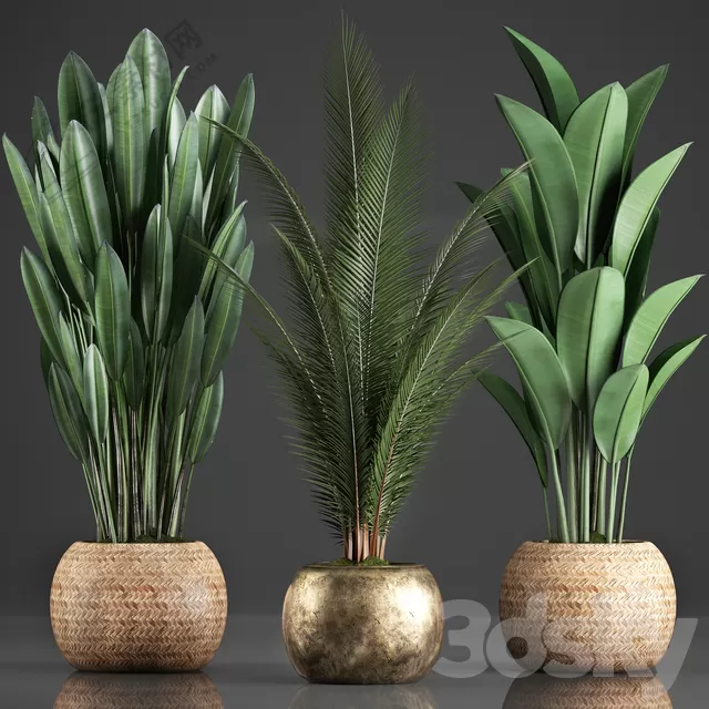 PLANTS – INDOOR – 3D MODELS – FREE DOWNLOAD – 16756 PLANTS – INDOOR – 3D MODELS – FREE DOWNLOAD – 16756