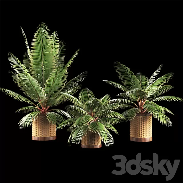 PLANTS – INDOOR – 3D MODELS – FREE DOWNLOAD – 16764 PLANTS – INDOOR – 3D MODELS – FREE DOWNLOAD – 16764