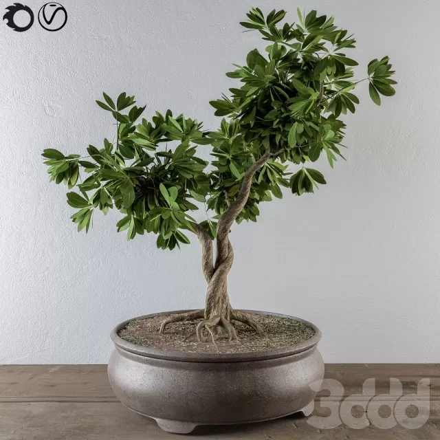 PLANTS – INDOOR – 3D MODELS – FREE DOWNLOAD – 16770 PLANTS – INDOOR – 3D MODELS – FREE DOWNLOAD – 16770