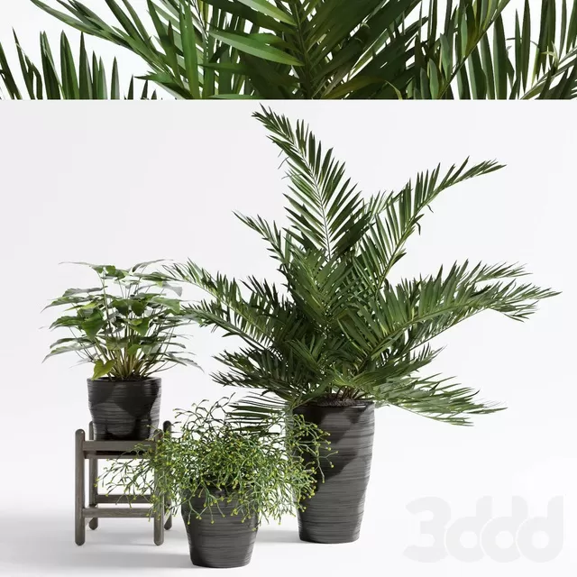 PLANTS – INDOOR – 3D MODELS – FREE DOWNLOAD – 16776 PLANTS – INDOOR – 3D MODELS – FREE DOWNLOAD – 16776