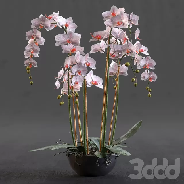 PLANTS – INDOOR – 3D MODELS – FREE DOWNLOAD – 16780 PLANTS – INDOOR – 3D MODELS – FREE DOWNLOAD – 16780