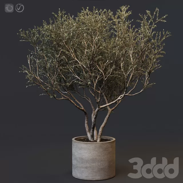 PLANTS – INDOOR – 3D MODELS – FREE DOWNLOAD – 16788 PLANTS – INDOOR – 3D MODELS – FREE DOWNLOAD – 16788