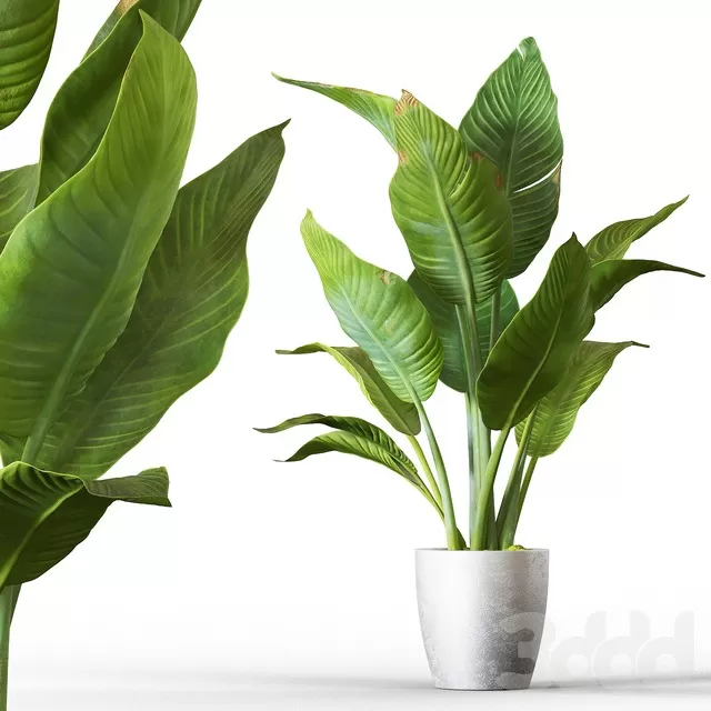 PLANTS – INDOOR – 3D MODELS – FREE DOWNLOAD – 16793 PLANTS – INDOOR – 3D MODELS – FREE DOWNLOAD – 16793