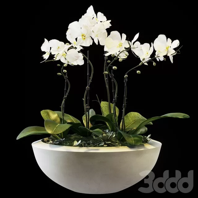 PLANTS – INDOOR – 3D MODELS – FREE DOWNLOAD – 16799 PLANTS – INDOOR – 3D MODELS – FREE DOWNLOAD – 16799