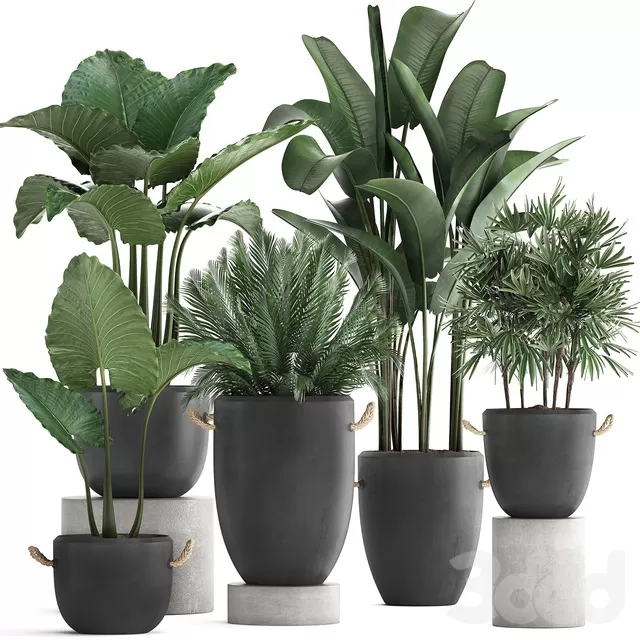 PLANTS – INDOOR – 3D MODELS – FREE DOWNLOAD – 16805 PLANTS – INDOOR – 3D MODELS – FREE DOWNLOAD – 16805