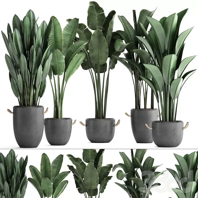 PLANTS – INDOOR – 3D MODELS – FREE DOWNLOAD – 16810 PLANTS – INDOOR – 3D MODELS – FREE DOWNLOAD – 16810