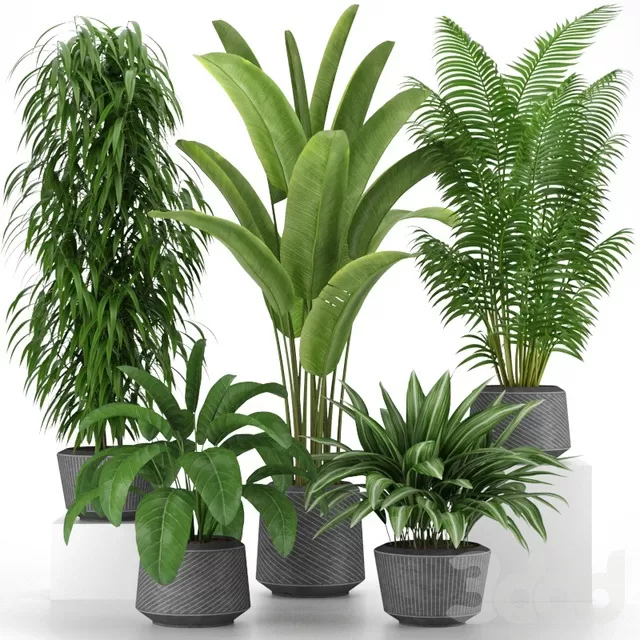 PLANTS – INDOOR – 3D MODELS – FREE DOWNLOAD – 16823 PLANTS – INDOOR – 3D MODELS – FREE DOWNLOAD – 16823