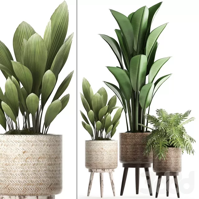 PLANTS – INDOOR – 3D MODELS – FREE DOWNLOAD – 16834 PLANTS – INDOOR – 3D MODELS – FREE DOWNLOAD – 16834