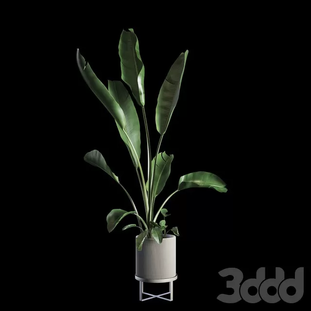PLANTS – INDOOR – 3D MODELS – FREE DOWNLOAD – 16837 PLANTS – INDOOR – 3D MODELS – FREE DOWNLOAD – 16837