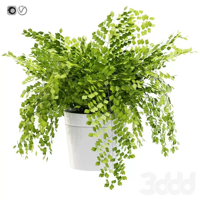 PLANTS – INDOOR – 3D MODELS – FREE DOWNLOAD – 16843 PLANTS – INDOOR – 3D MODELS – FREE DOWNLOAD – 16843