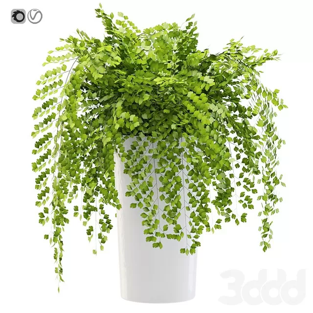 PLANTS – INDOOR – 3D MODELS – FREE DOWNLOAD – 16844 PLANTS – INDOOR – 3D MODELS – FREE DOWNLOAD – 16844
