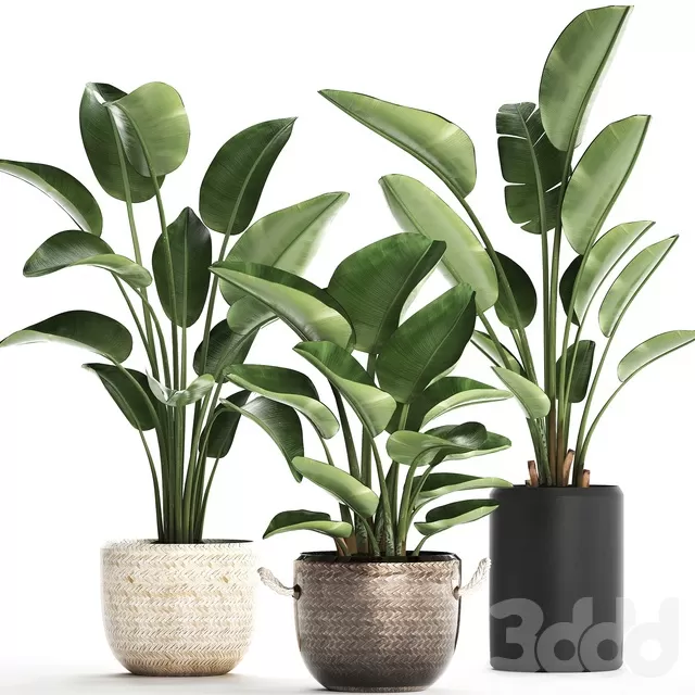 PLANTS – INDOOR – 3D MODELS – FREE DOWNLOAD – 16845 PLANTS – INDOOR – 3D MODELS – FREE DOWNLOAD – 16845