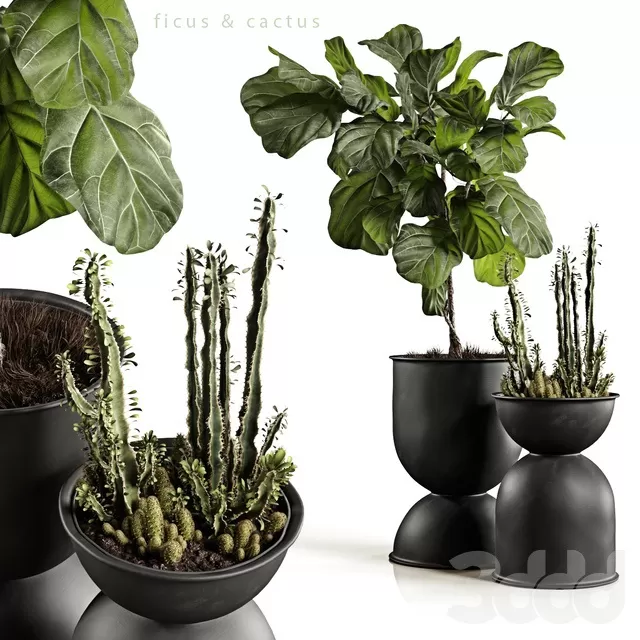 PLANTS – INDOOR – 3D MODELS – FREE DOWNLOAD – 16849 PLANTS – INDOOR – 3D MODELS – FREE DOWNLOAD – 16849