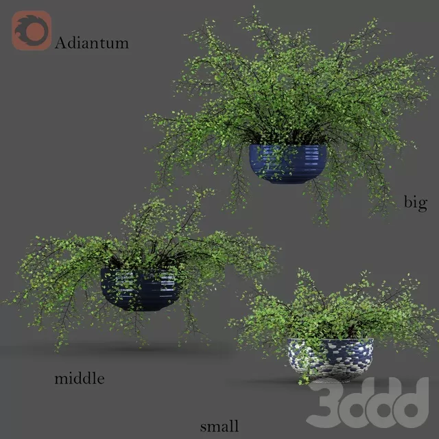 PLANTS – INDOOR – 3D MODELS – FREE DOWNLOAD – 16853 PLANTS – INDOOR – 3D MODELS – FREE DOWNLOAD – 16853