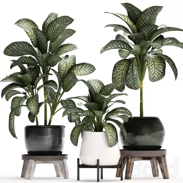 PLANTS – INDOOR – 3D MODELS – FREE DOWNLOAD – 16854 PLANTS – INDOOR – 3D MODELS – FREE DOWNLOAD – 16854