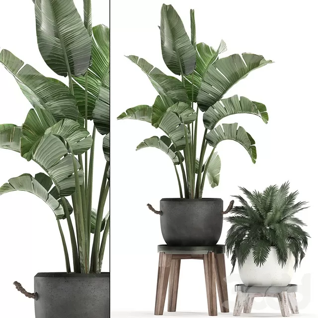PLANTS – INDOOR – 3D MODELS – FREE DOWNLOAD – 16861 PLANTS – INDOOR – 3D MODELS – FREE DOWNLOAD – 16861