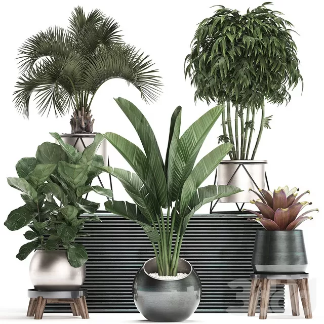 PLANTS – INDOOR – 3D MODELS – FREE DOWNLOAD – 16865 PLANTS – INDOOR – 3D MODELS – FREE DOWNLOAD – 16865