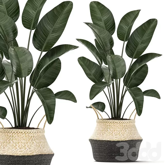 PLANTS – INDOOR – 3D MODELS – FREE DOWNLOAD – 16876 PLANTS – INDOOR – 3D MODELS – FREE DOWNLOAD – 16876