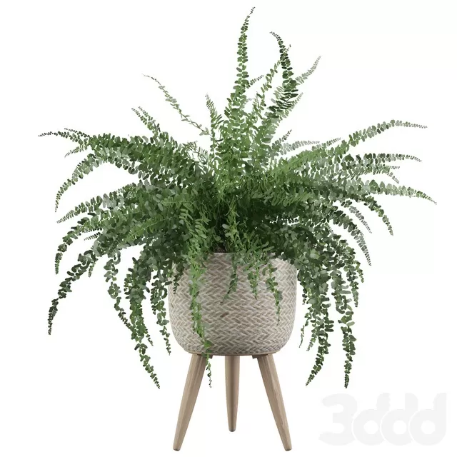 PLANTS – INDOOR – 3D MODELS – FREE DOWNLOAD – 16882 PLANTS – INDOOR – 3D MODELS – FREE DOWNLOAD – 16882