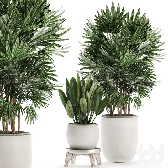 PLANTS – INDOOR – 3D MODELS – FREE DOWNLOAD – 16884 PLANTS – INDOOR – 3D MODELS – FREE DOWNLOAD – 16884