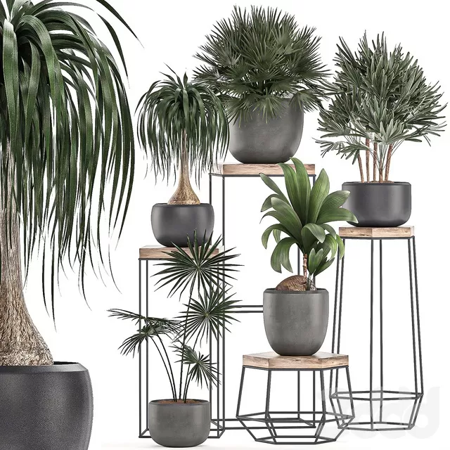 PLANTS – INDOOR – 3D MODELS – FREE DOWNLOAD – 16890 PLANTS – INDOOR – 3D MODELS – FREE DOWNLOAD – 16890