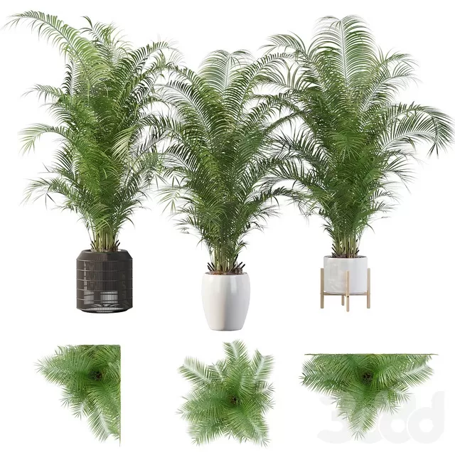 PLANTS – INDOOR – 3D MODELS – FREE DOWNLOAD – 16898 PLANTS – INDOOR – 3D MODELS – FREE DOWNLOAD – 16898