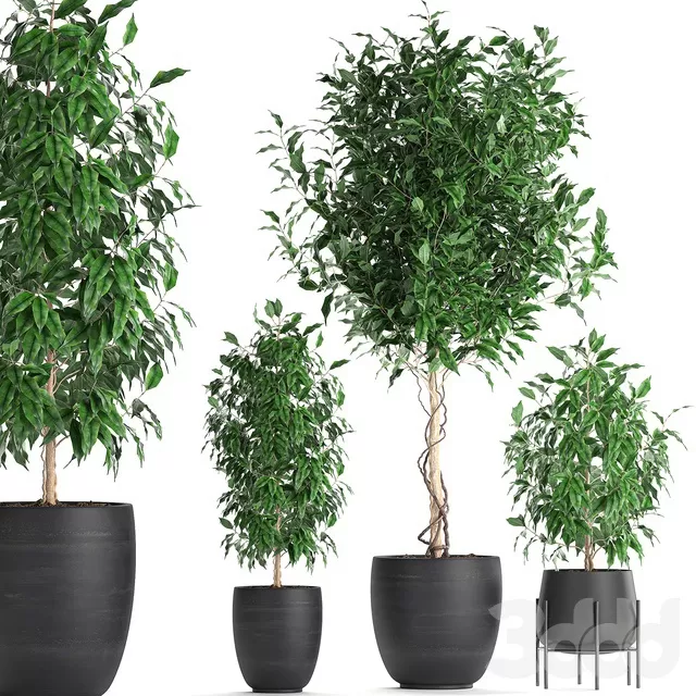 PLANTS – INDOOR – 3D MODELS – FREE DOWNLOAD – 16902 PLANTS – INDOOR – 3D MODELS – FREE DOWNLOAD – 16902