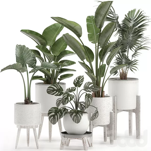 PLANTS – INDOOR – 3D MODELS – FREE DOWNLOAD – 16905 PLANTS – INDOOR – 3D MODELS – FREE DOWNLOAD – 16905