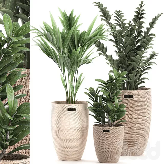PLANTS – INDOOR – 3D MODELS – FREE DOWNLOAD – 16912 PLANTS – INDOOR – 3D MODELS – FREE DOWNLOAD – 16912